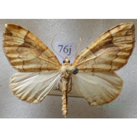 Eulithis populata (Linnaeus, 1758) male Nacinek topolowiak Czech76j